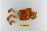 藏品(字纹弓蟹)的圖片